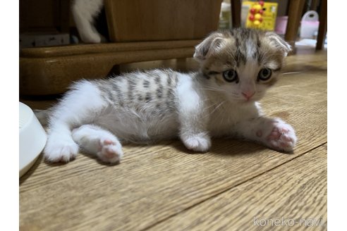 販売中の千葉県のマンチカン-115322の4枚目